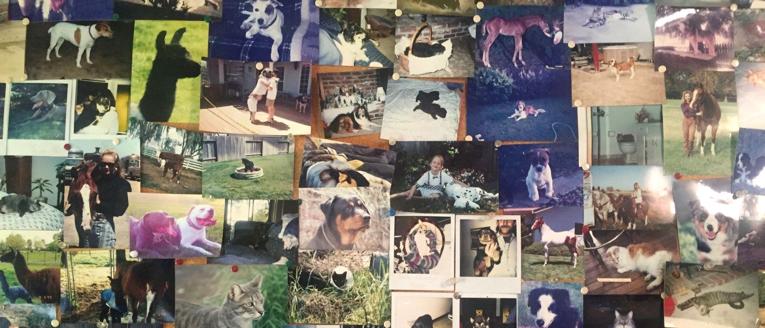 About Us Country Veterinary Hospital Elk Grove, CA